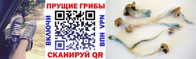 где продают наркотики  Шагонар  shop наркотические препараты  Галлюциногенные грибы Magic Shrooms 